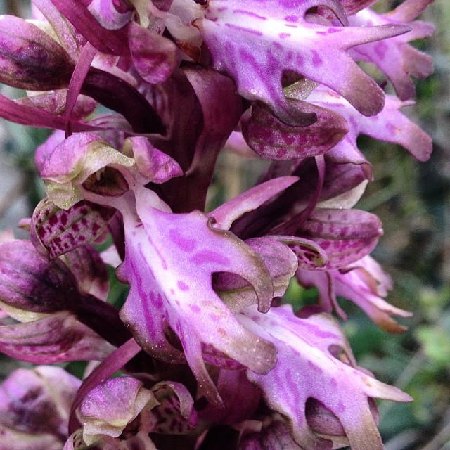 Orchidee spontanee del Monte Pisano - vadoevedo