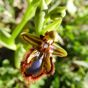 Orchidee spontanee sul Monte di San Giuliano