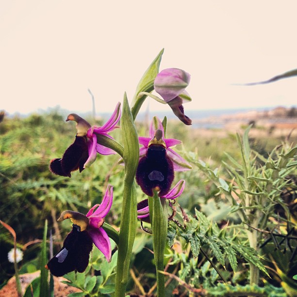 Escursione alla ricerca di Orchidee spontanee del Monte Pisano