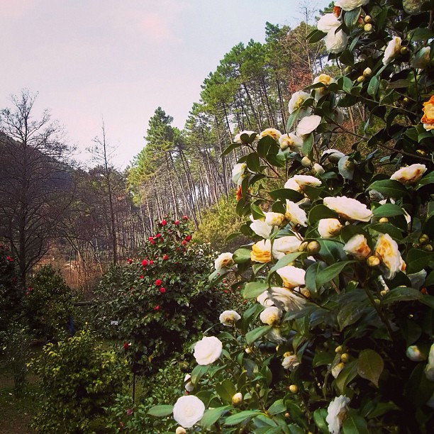 Dall'Acquedotto del Nottolini a Sant'Andrea di Compito Monte Pisano - Camellietum vadoevedo - trekking toscana