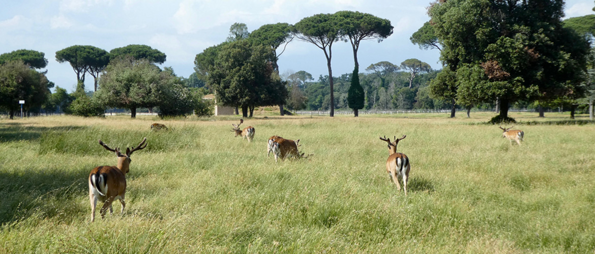 Rossore How to Visit the San Rossore Estate - Vado e Vedo